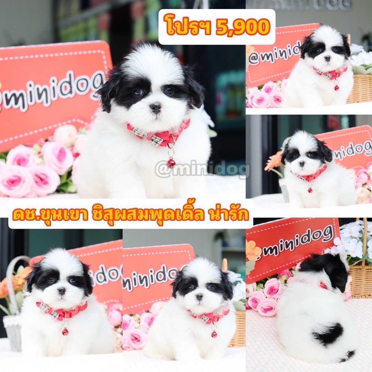 ชิสุผสมพุดเดิ้ล