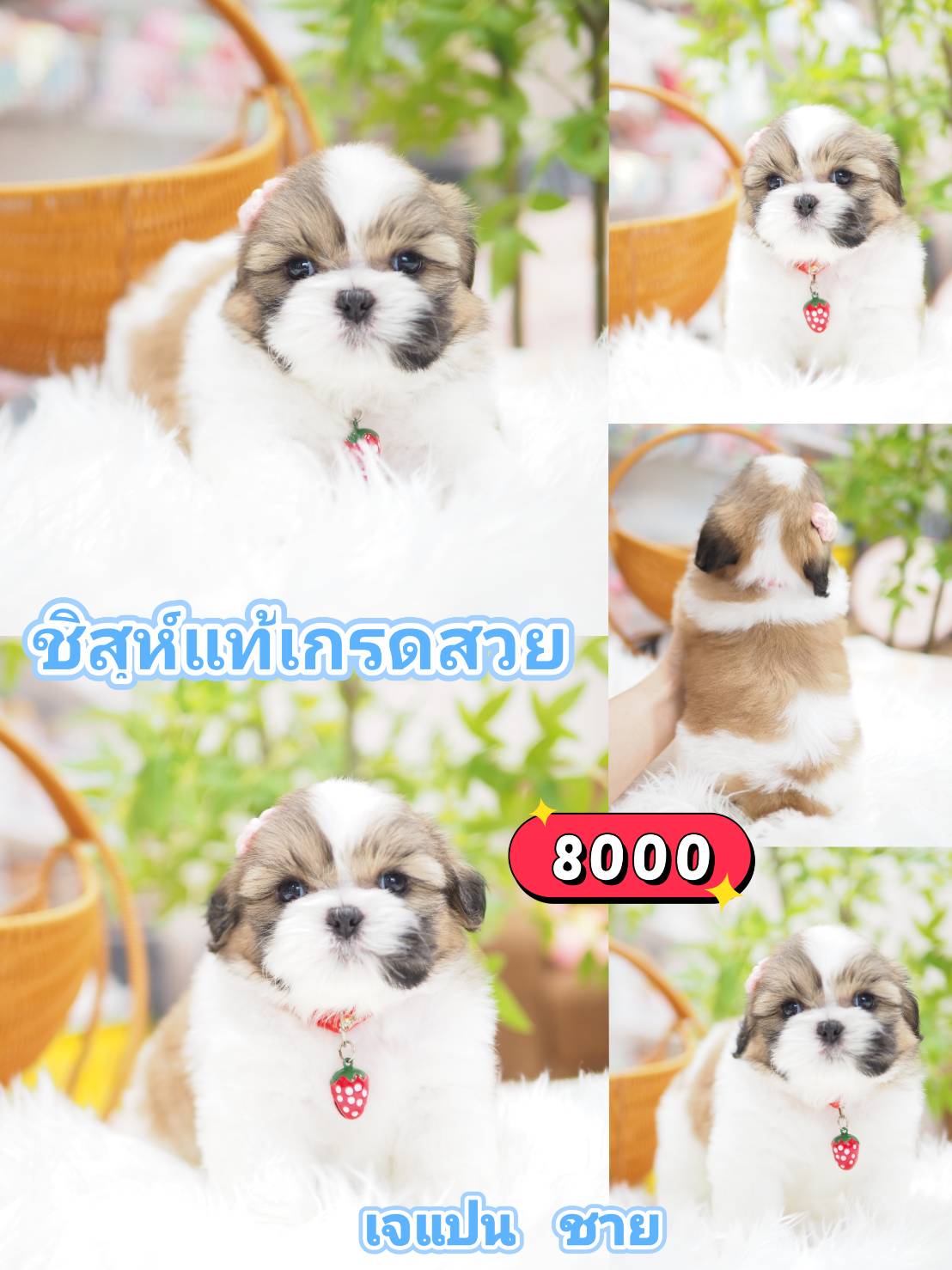 ชิสุแท้