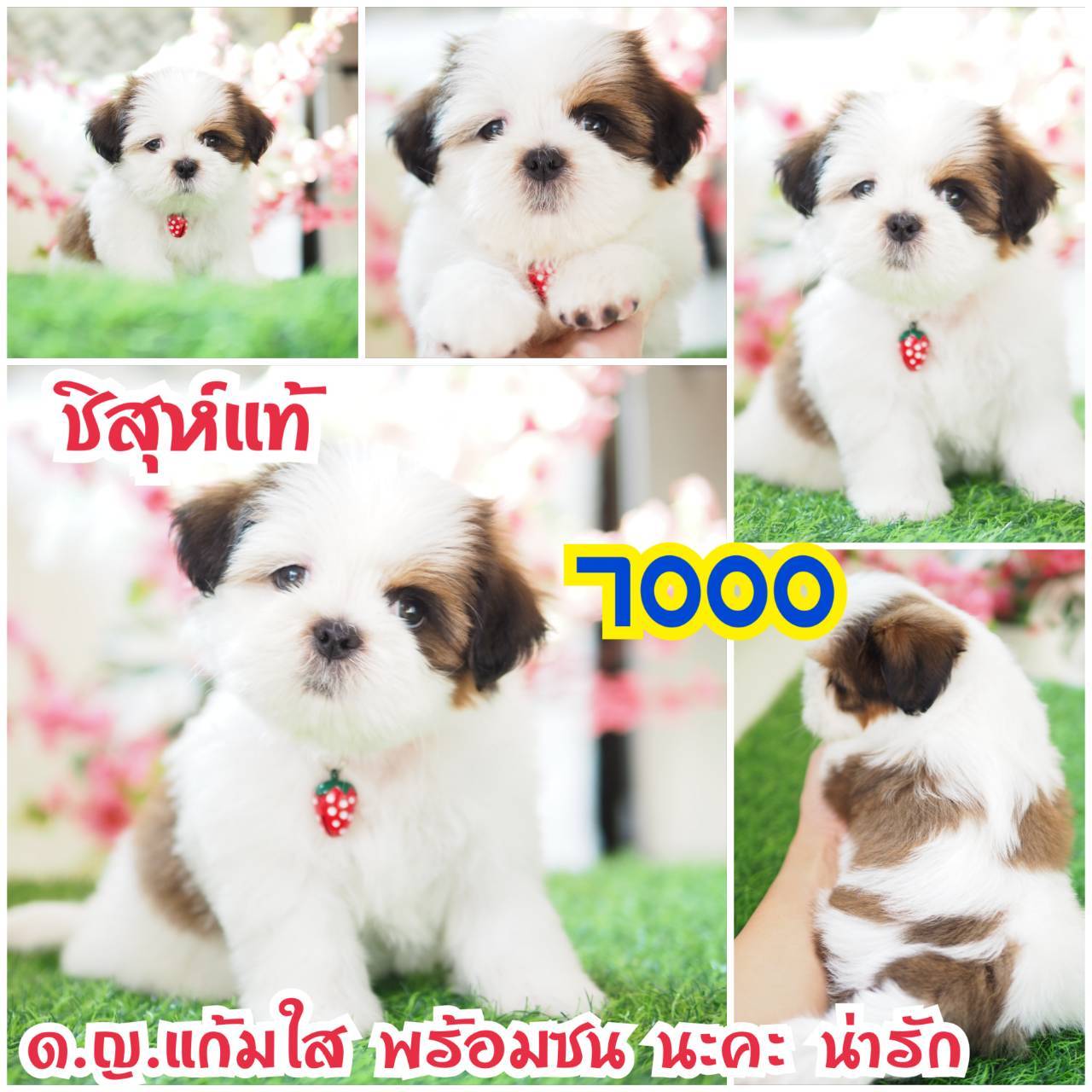 กิ๊ฟซ่า ชิสุห์  ลดได้
