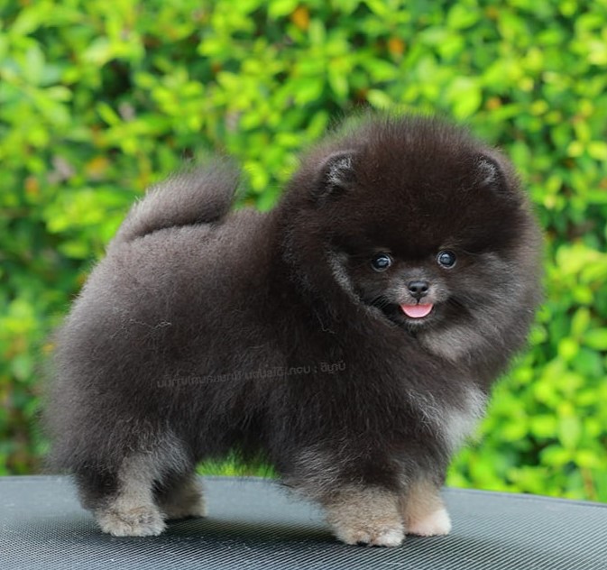 ปอมแท้ ปอมหน้าหมี HRM-10794 เพศหญิง สีแบล็คแทน เจ้าหนูน่ารัก ตัวสั้นขนแน่นมาก หน...