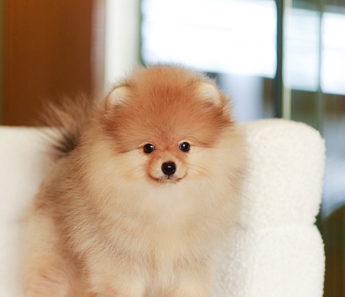 ปอมหน้าหมี ปอมแท้ ปอมเมอเรเนียน HRF-50809 เพศหญิง สีส้ม อายุ 2 เดือน ตัวเล็ก ขาส...