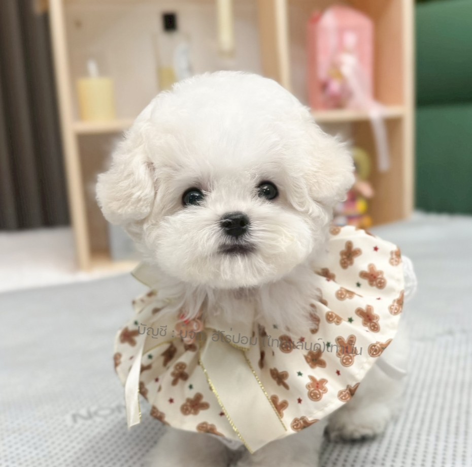 บิซอง ฟริเซ่ BCF-16727 เพศหญิง สีขาว อายุ 2 เดือน ตัวเล็ก ขาสั้น หน้าสั้น ขนแน่น...