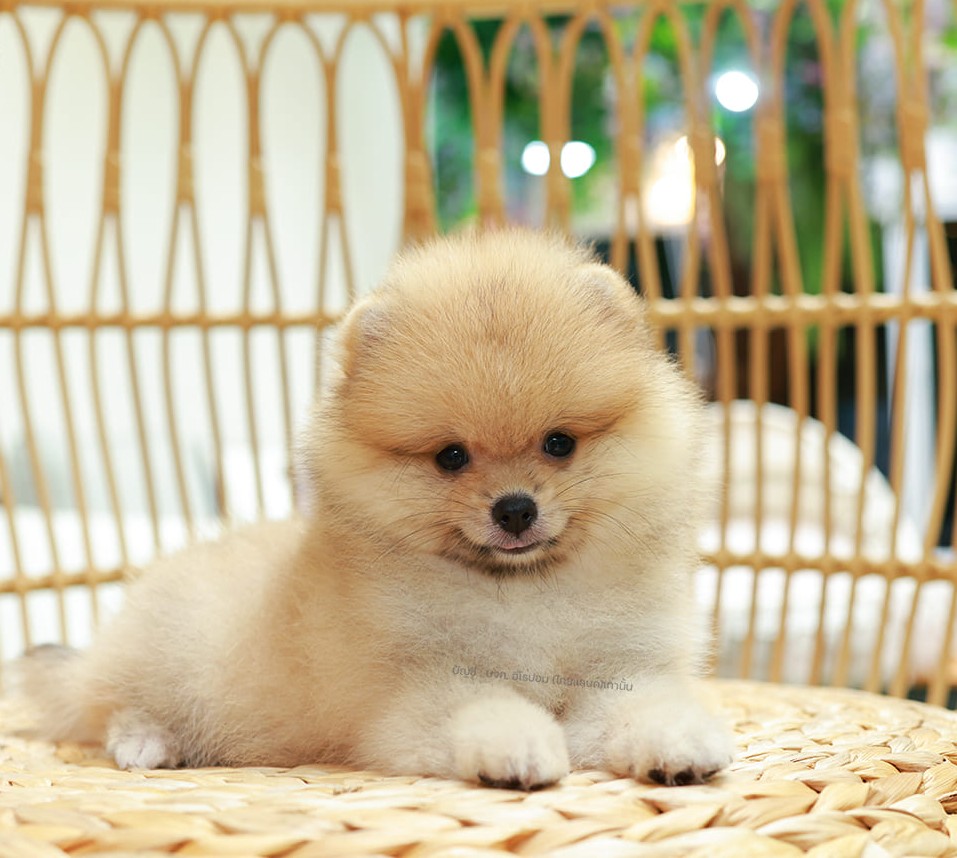 ปอมแท้ ปอมหน้าหมี HRF-10824 เพศหญิง สีส้ม ตัวจิ๋วตัวเล็ก แก้มอ้วน น่าฟัดมาก ๆ ตอ...