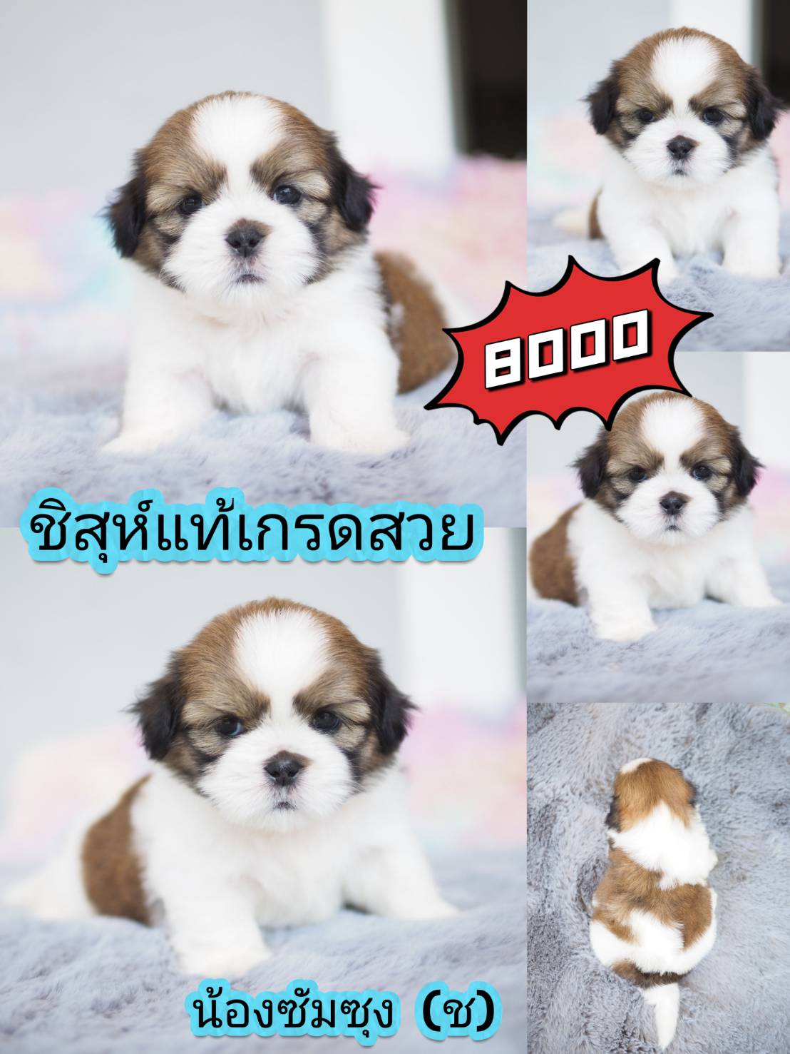 กิ๊ฟซ่า Shihtzu