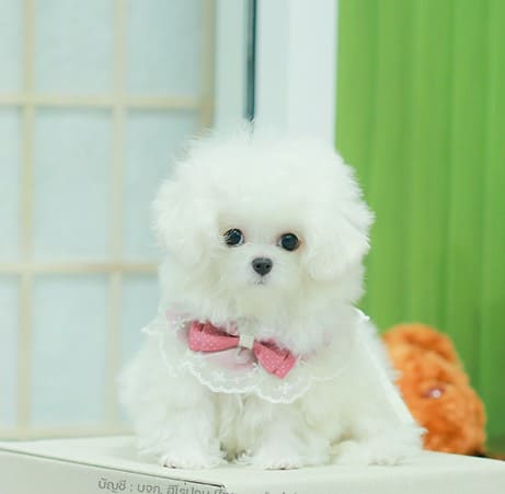 มินิบิชอง BCF-56077 เพศหญิง สีขาว น่ารักมาก ตัวเล็กตัวน้อย ขนนุ่มขนแน่น หน้าแบ๊ว...