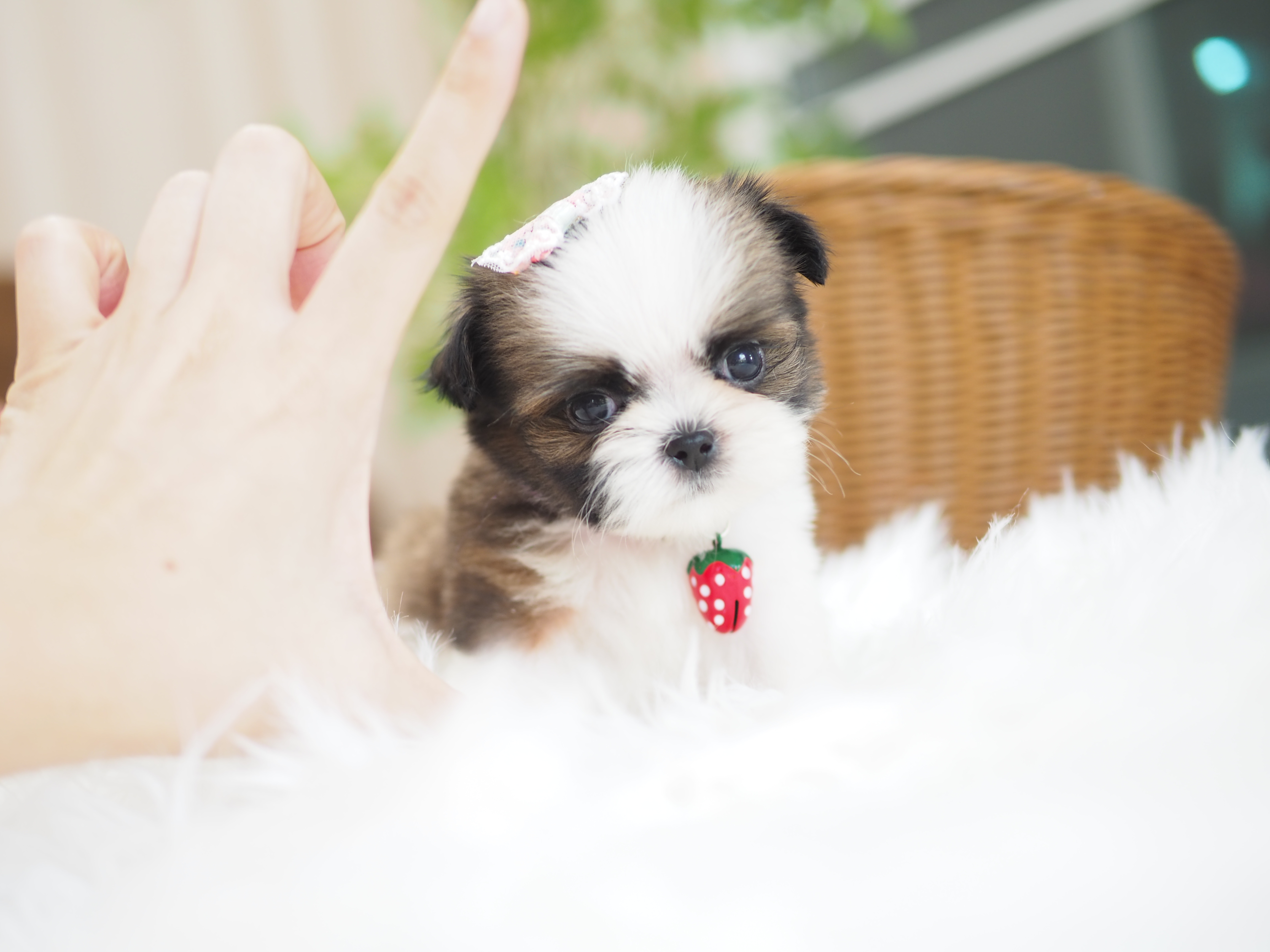 Shihtzu  กิ๊ฟซ่า