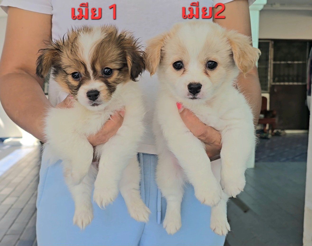 ลูกสุนัขชิวาวาผสมชิห์สุ น่ารัก แข็งแรง ปลอดภัย จาก kankarnclub มีบริการจัดส่งทั่...