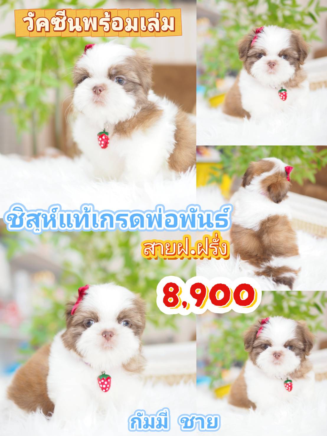 Shihtzu