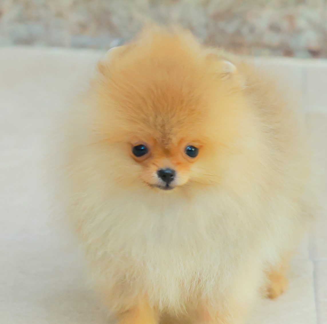 ปอมแท้ ปอมเมอเรเนียน HRF-68742 เพศหญิง สีส้ม อายุ 2 เดือน หน้าตาน่ารัก ขาสั้น ขน...