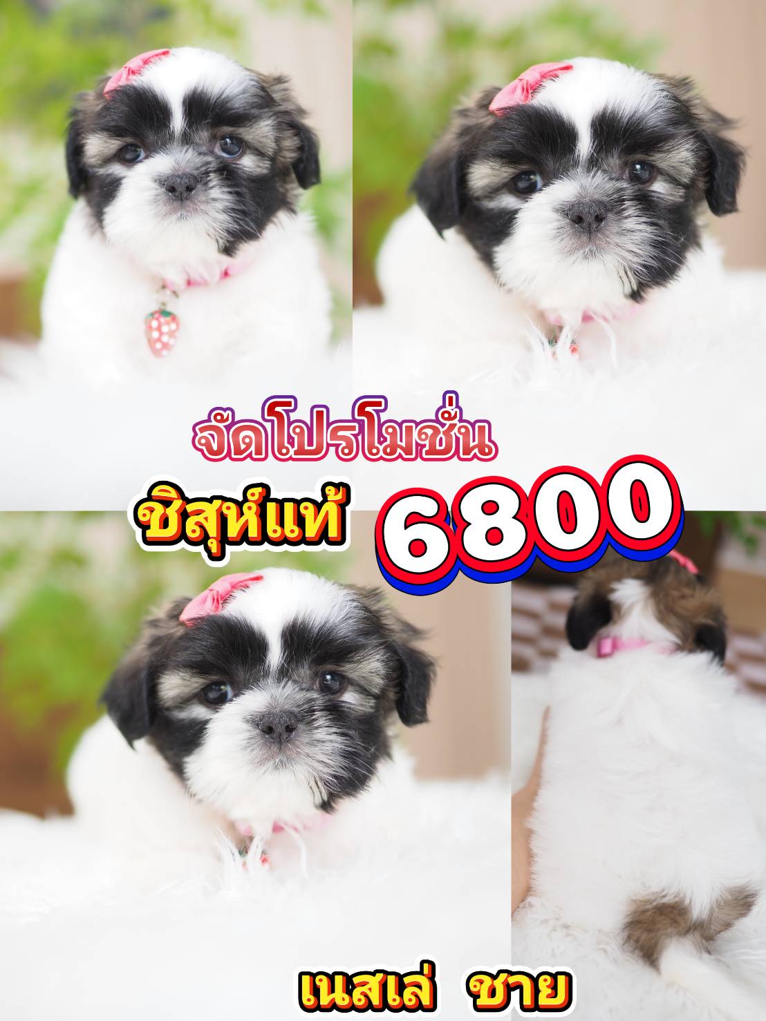 Shihtzu