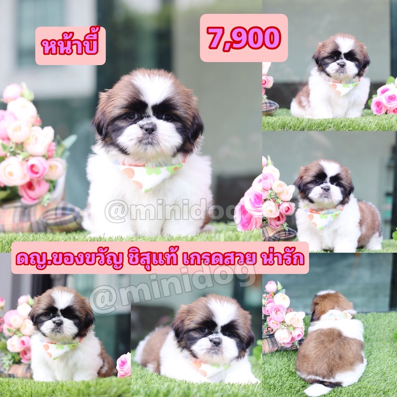 ชิสุแท้เกรดสวย