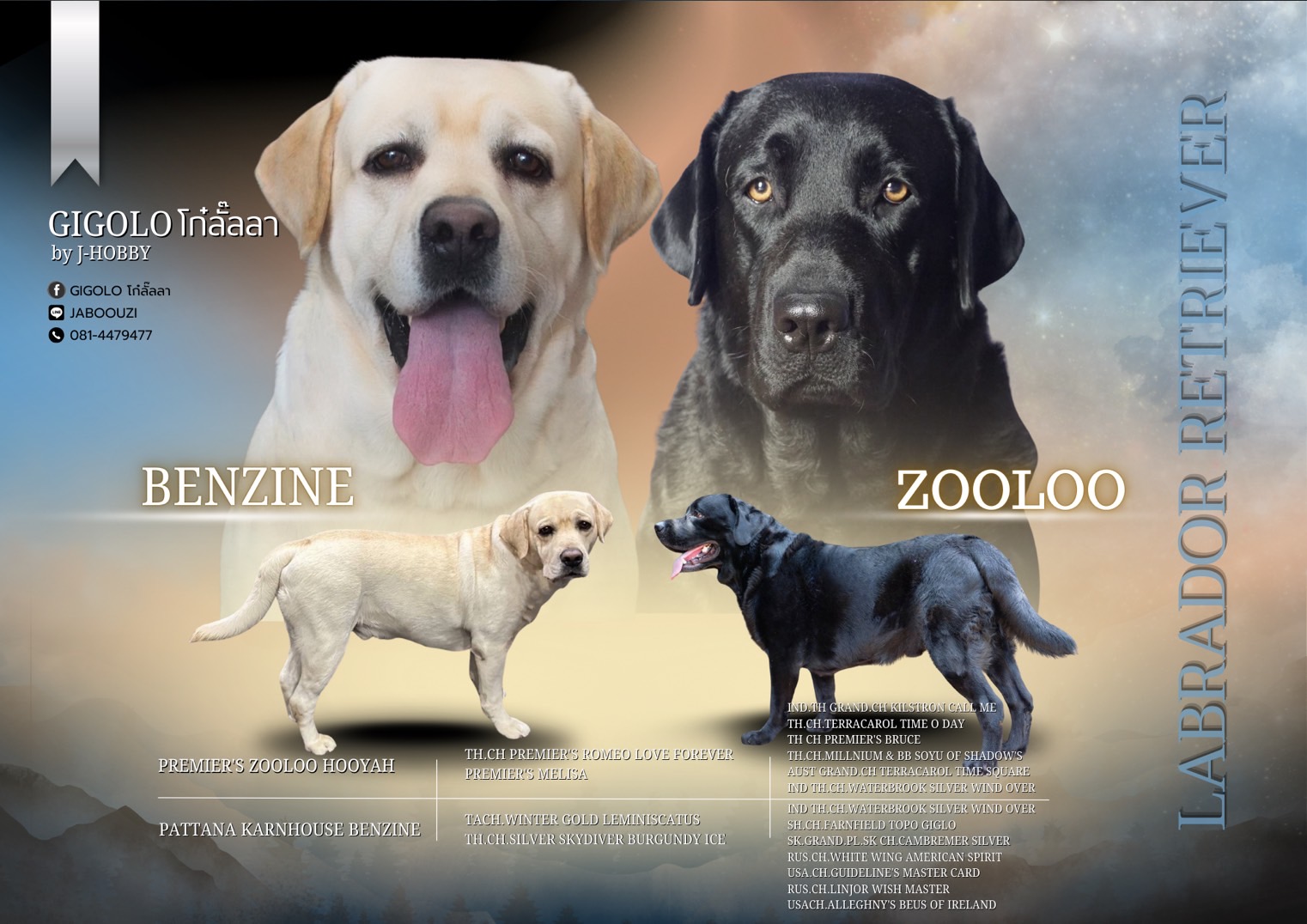 จองลูกสุนัขลาบราดอร์