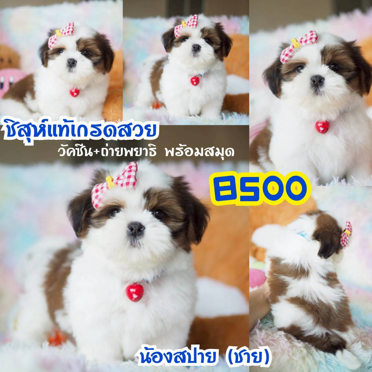 วัคซีน พร้อมสมุด ที่กิ๊ฟซ่า กทม.จตุโชติ