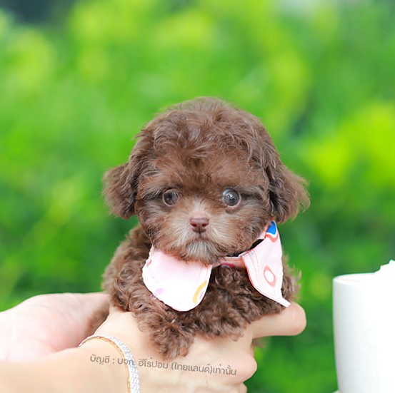 พุดเดิ้ล PDM-56609 เพศชาย สี chocolate น้องจิ๋วสีหายาก สีน่ากินแต่น้องกินไม่ได้น...
