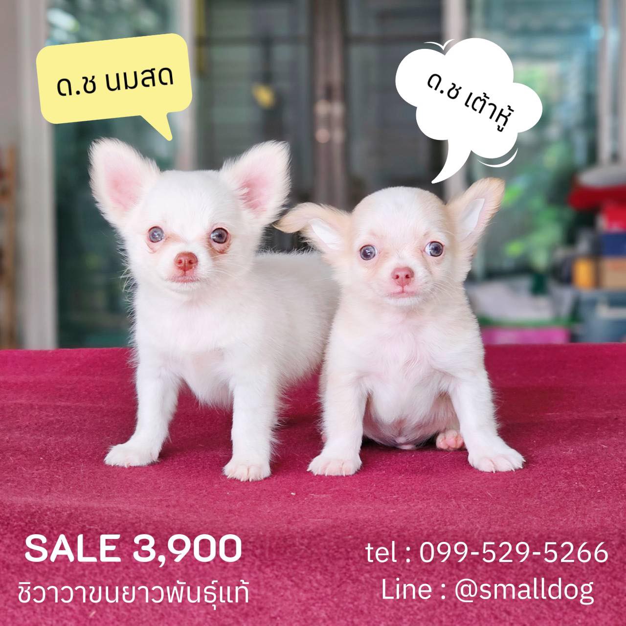 ชิวาวาแท้ขนยาว เพศผู้ พร้อมย้ายบ้านฟรีวัคซีน