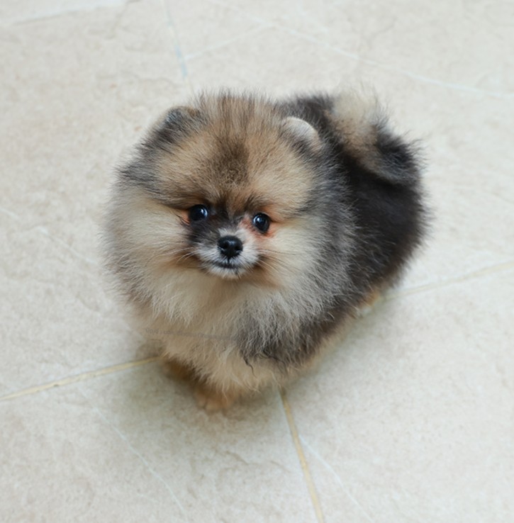 ปอมหน้าหมี ปอมแท้ ปอมเมอเรเนียน HRF-85160 เพศชาย สีเมอร์เร่ อายุ 2 เดือน ตัวเล็ก...