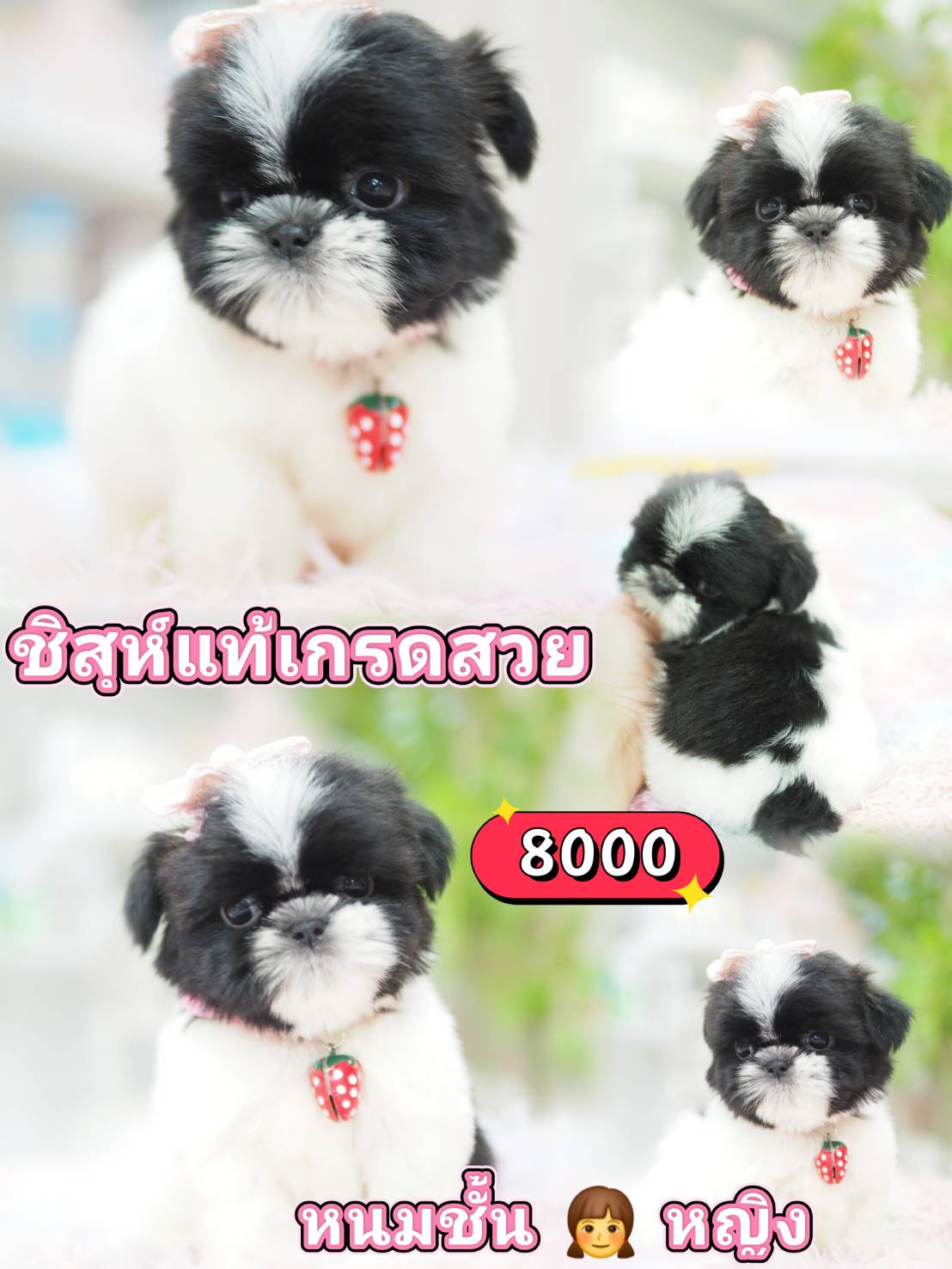 กิ๊ฟซ่าชิสุ