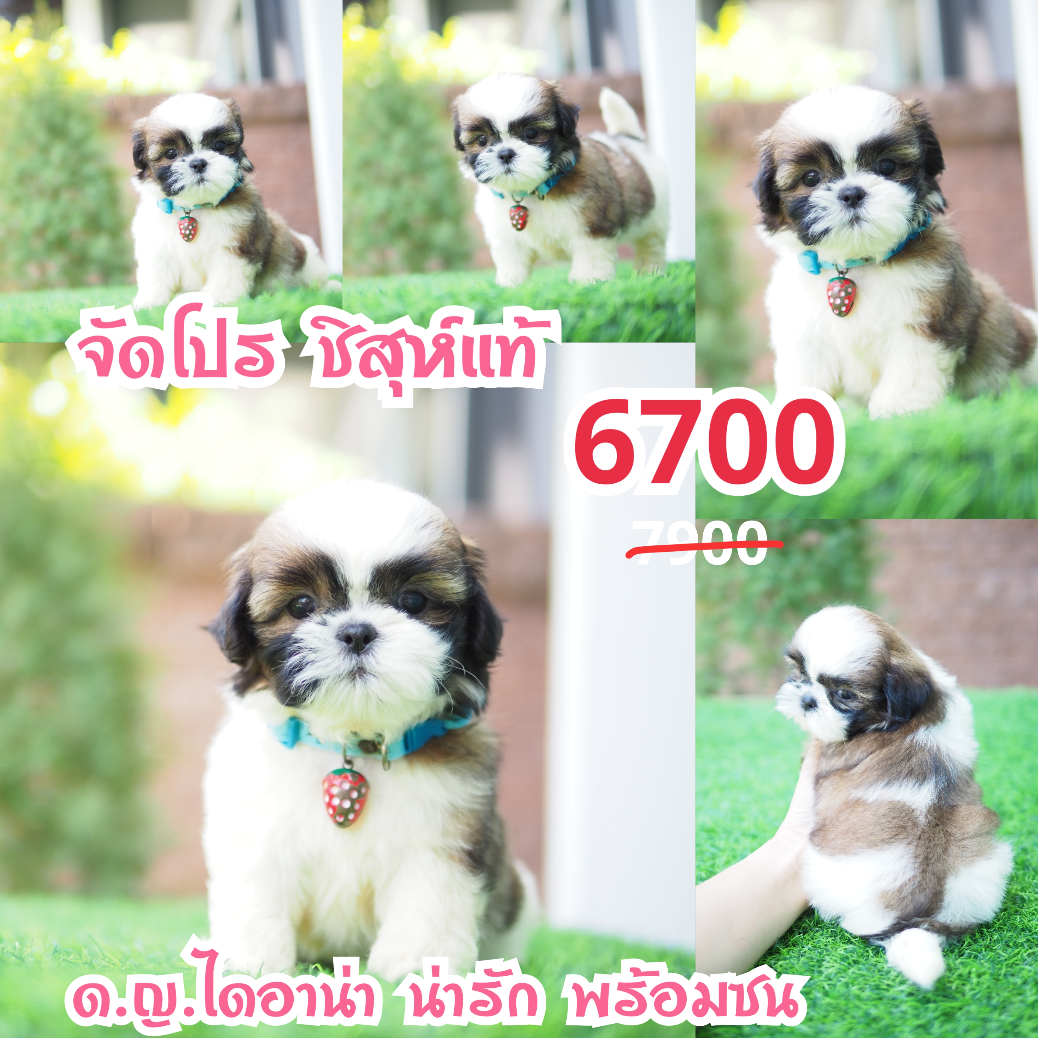 ชิสุห์กิ๊ฟซ่า
