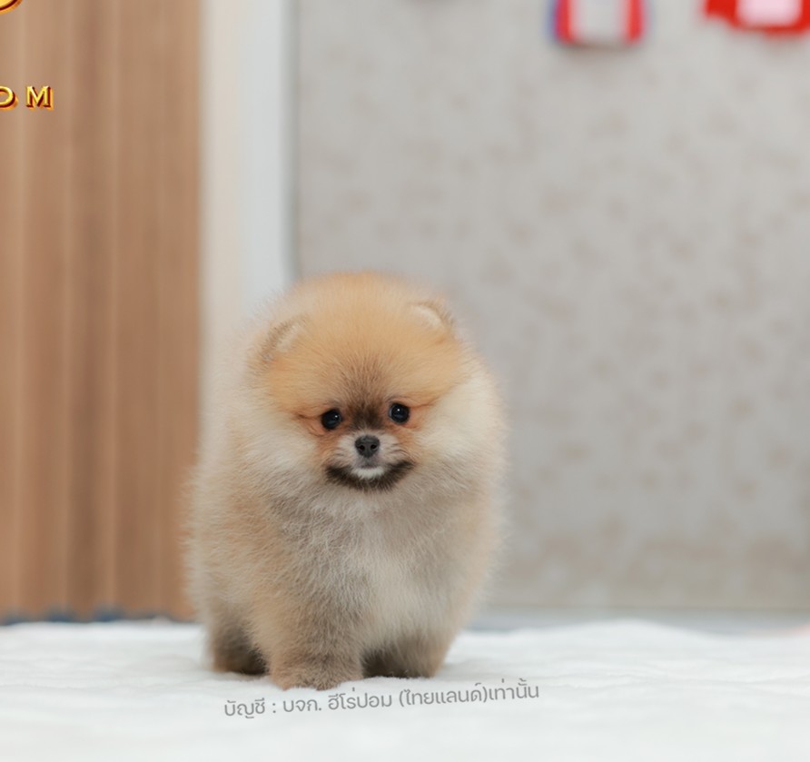 ปอมแท้ ปอมหน้าหมี น้องปอมเลี้ยงเล่น สินสอดเบาๆ HRF-10876 เพศหญิง อายุ 2 เดือน น้...