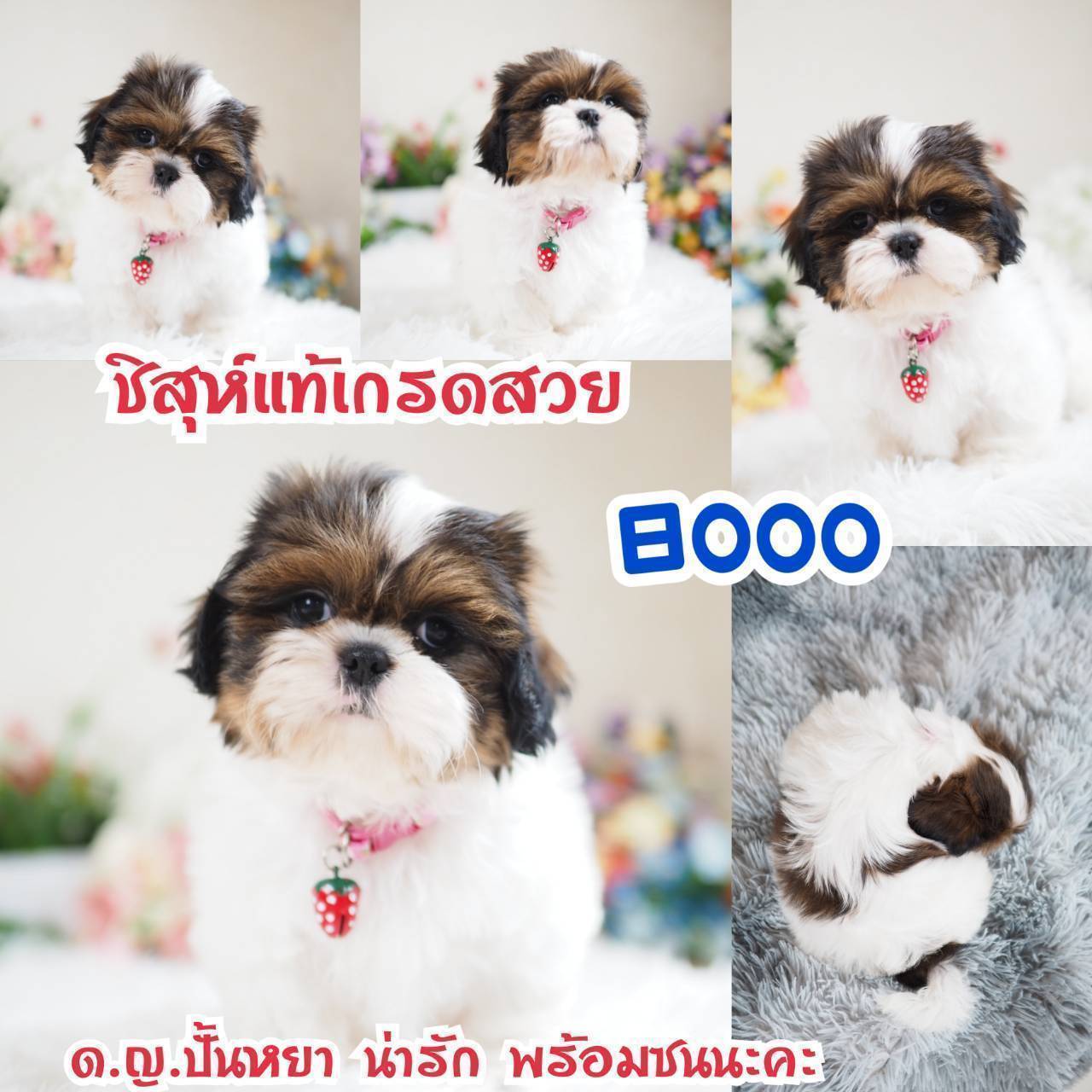 กิ๊ฟซ่า ชิสุ