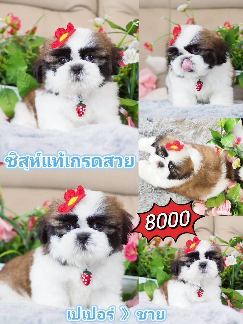 Shihtzu