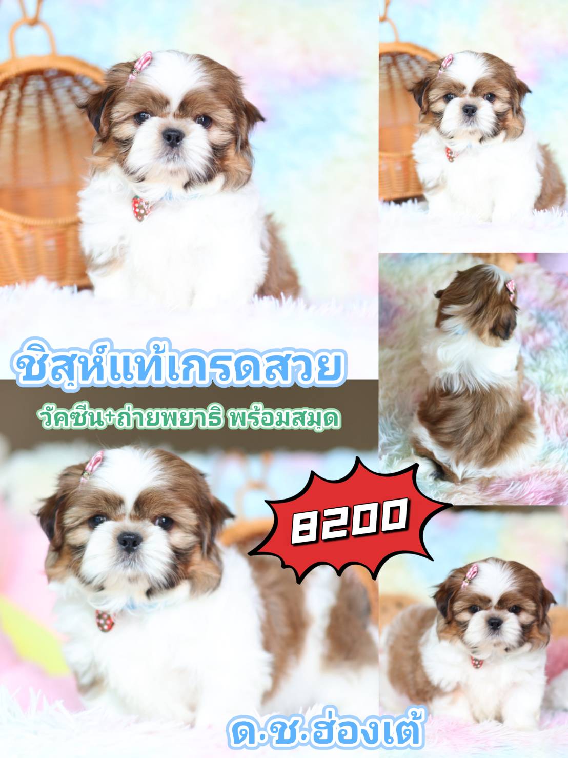 กิ๊ฟซ่า ไม่มีสาขา เด็กๆมีใบวัคซีน