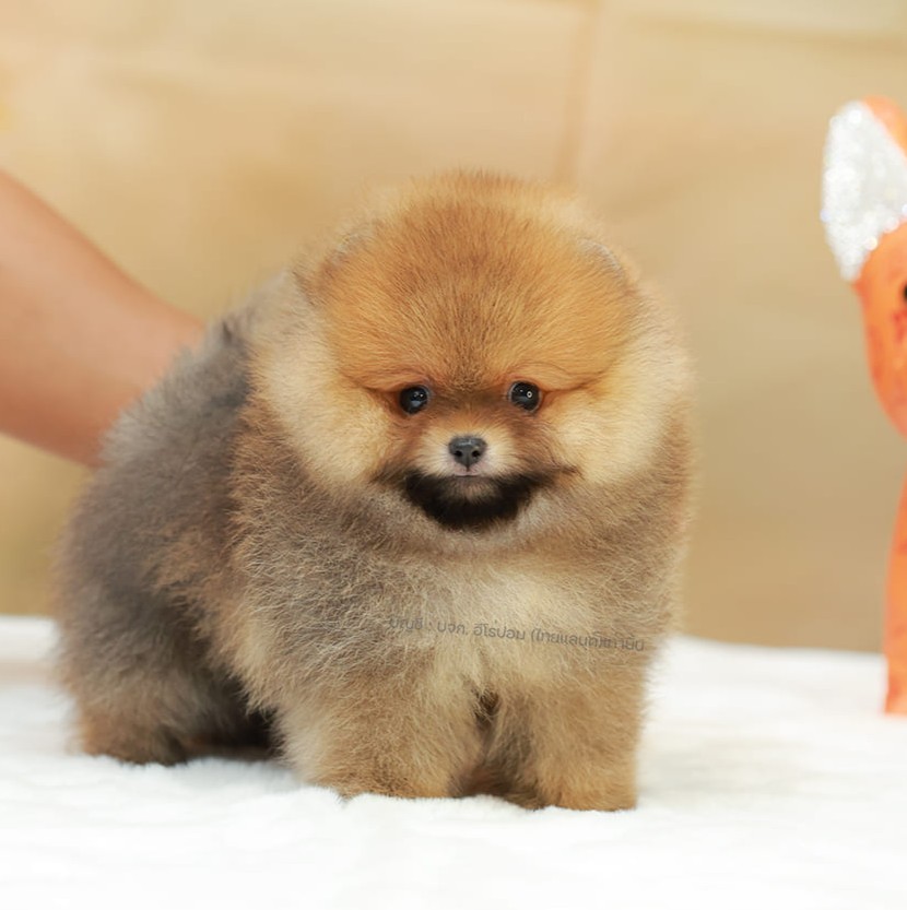 ปอมแท้ ปอมหน้าสั้น HRM-10789 เพศชาย สีส้ม หนุ่มฮอต หน้าตาน่ารัก น่าเอ็นดูมาก ๆ แ...