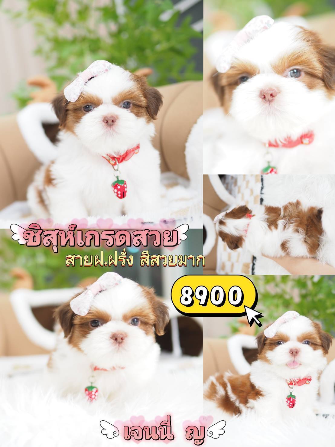 กิ๊ฟซ่าชิสุ ❤️ กทม