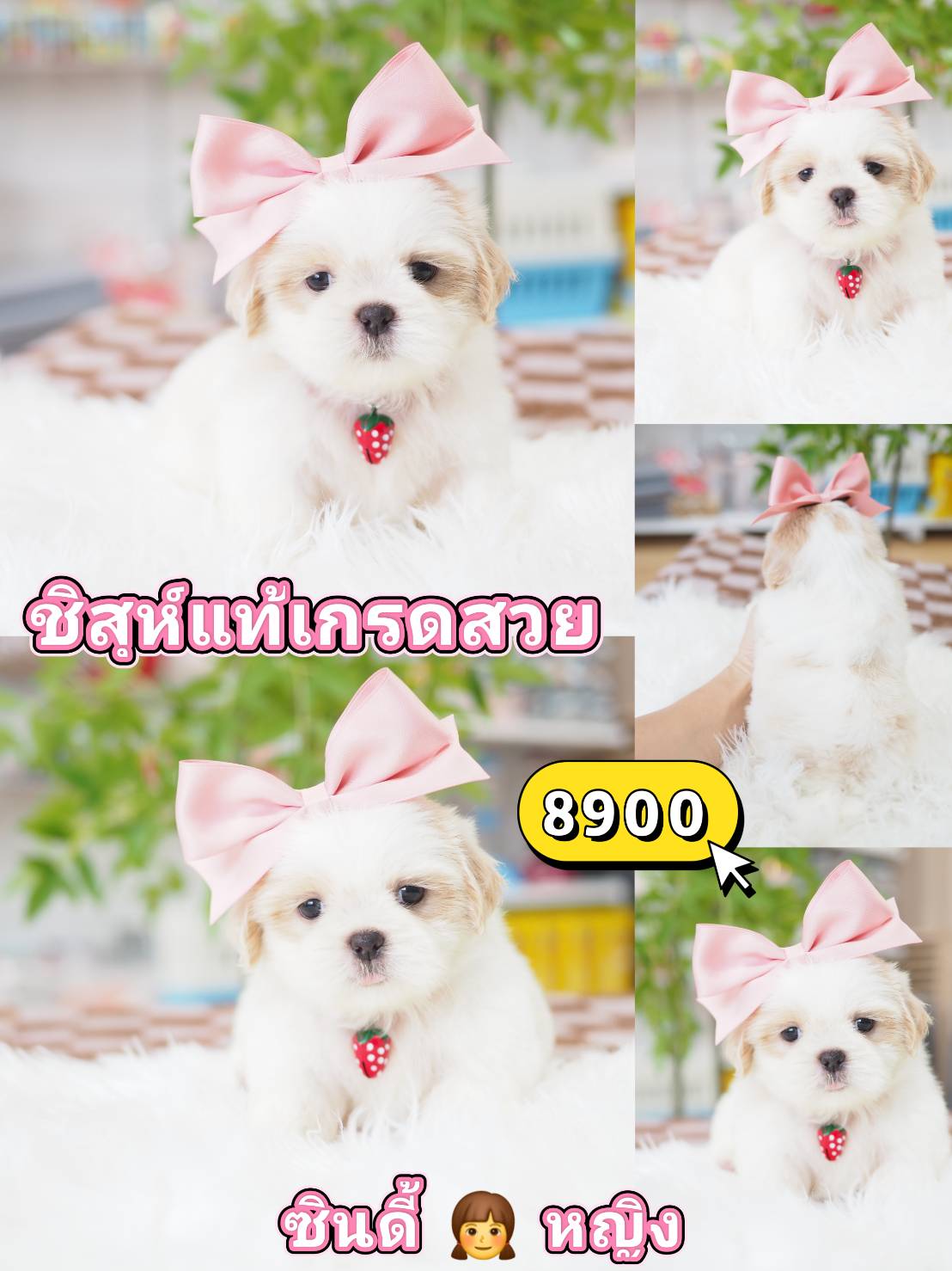 SHIHTZU