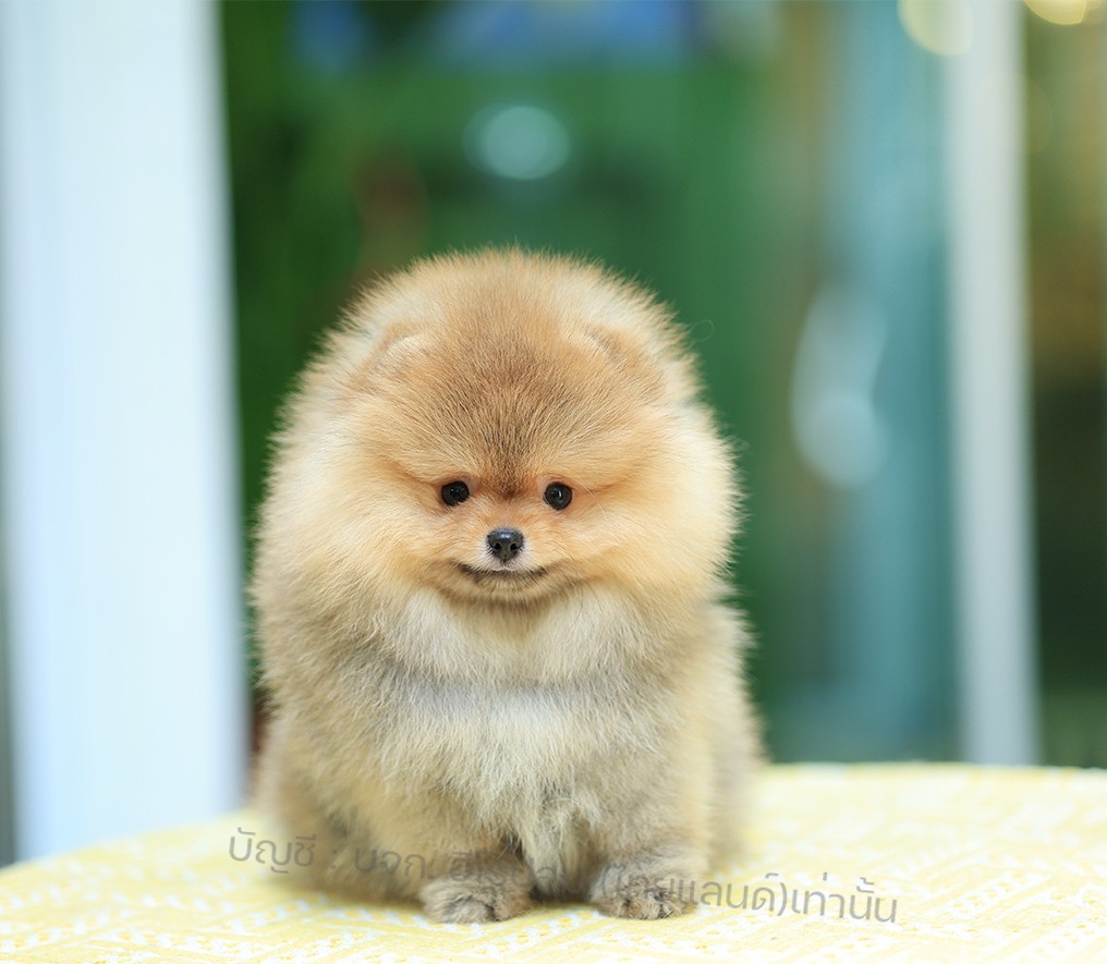 ปอมแท้ ปอมหน้าหมี HRM-10855 เพศชาย สีส้ม อายุ 2 เดือน ขนแน่น ขาใหญ่ กินเก่ง หน้า...