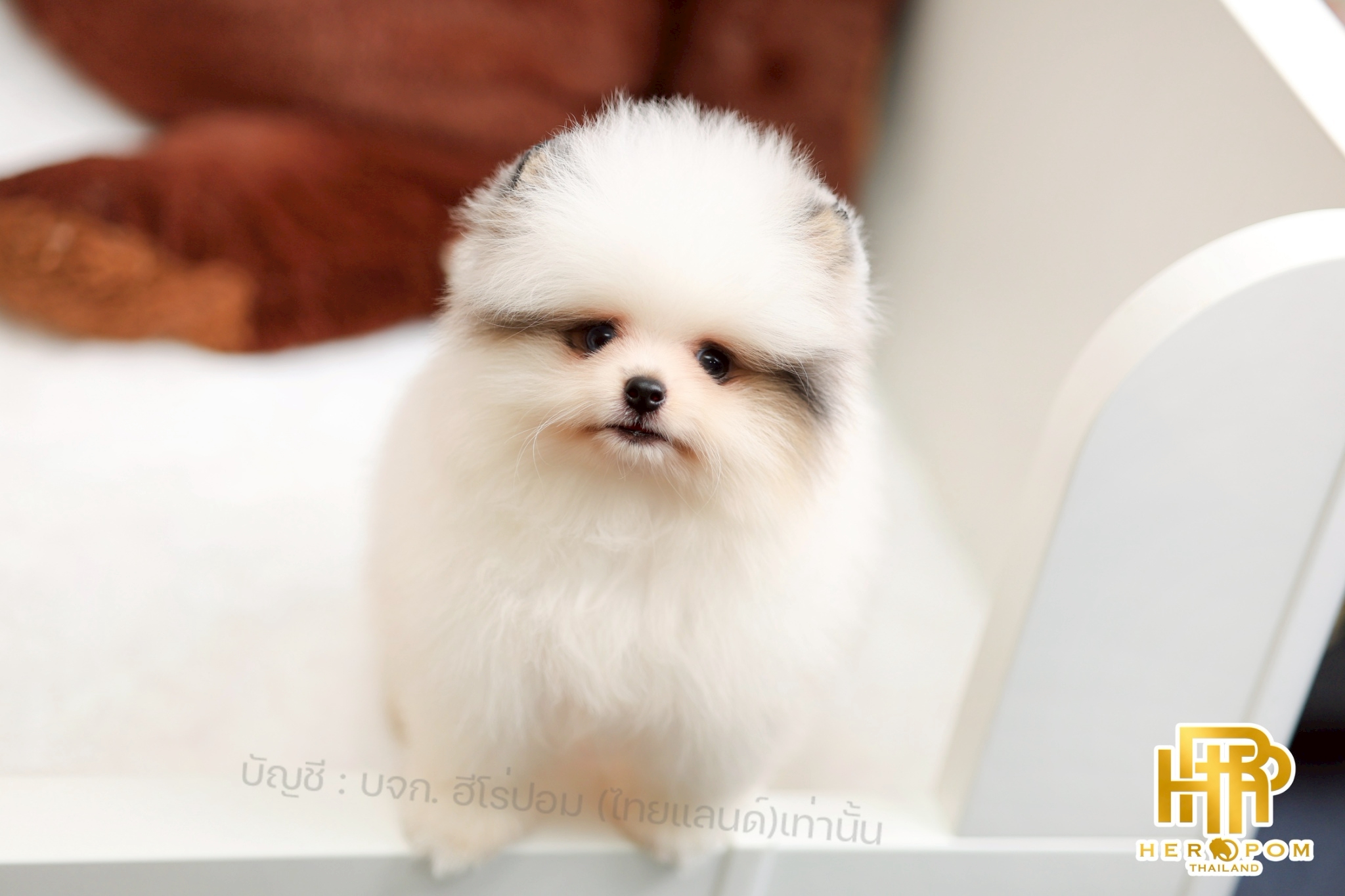 ปอมแท้ ปอมหน้าสั้น HRM-10741 เพศชาย สีปาร์ตี้ อายุ 2 เดือน น่ารักมาก ๆ ถ่ายรูปแล...