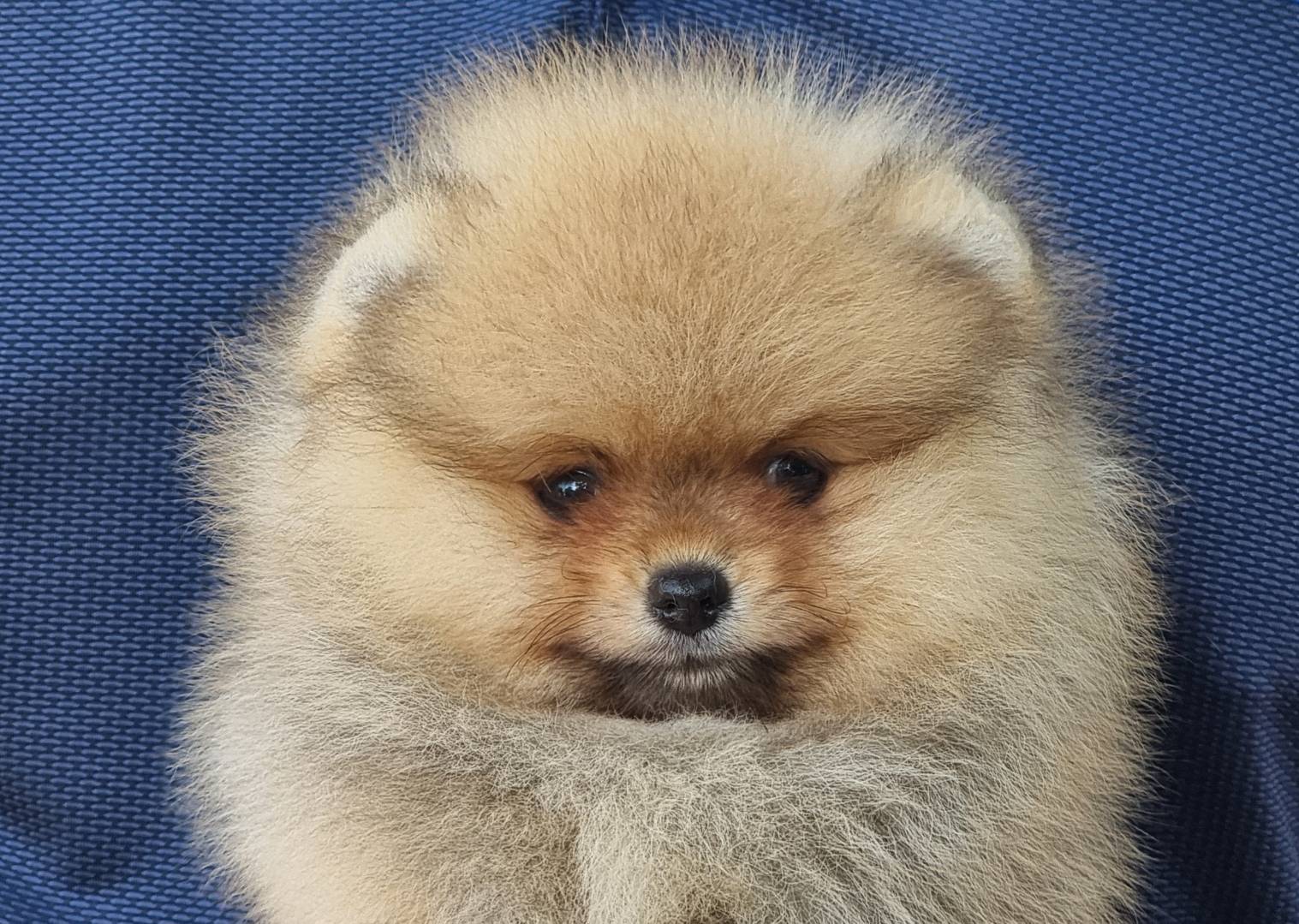 ลูกปอมน่ารักๆขนแน่นๆมาแล้วจ้า