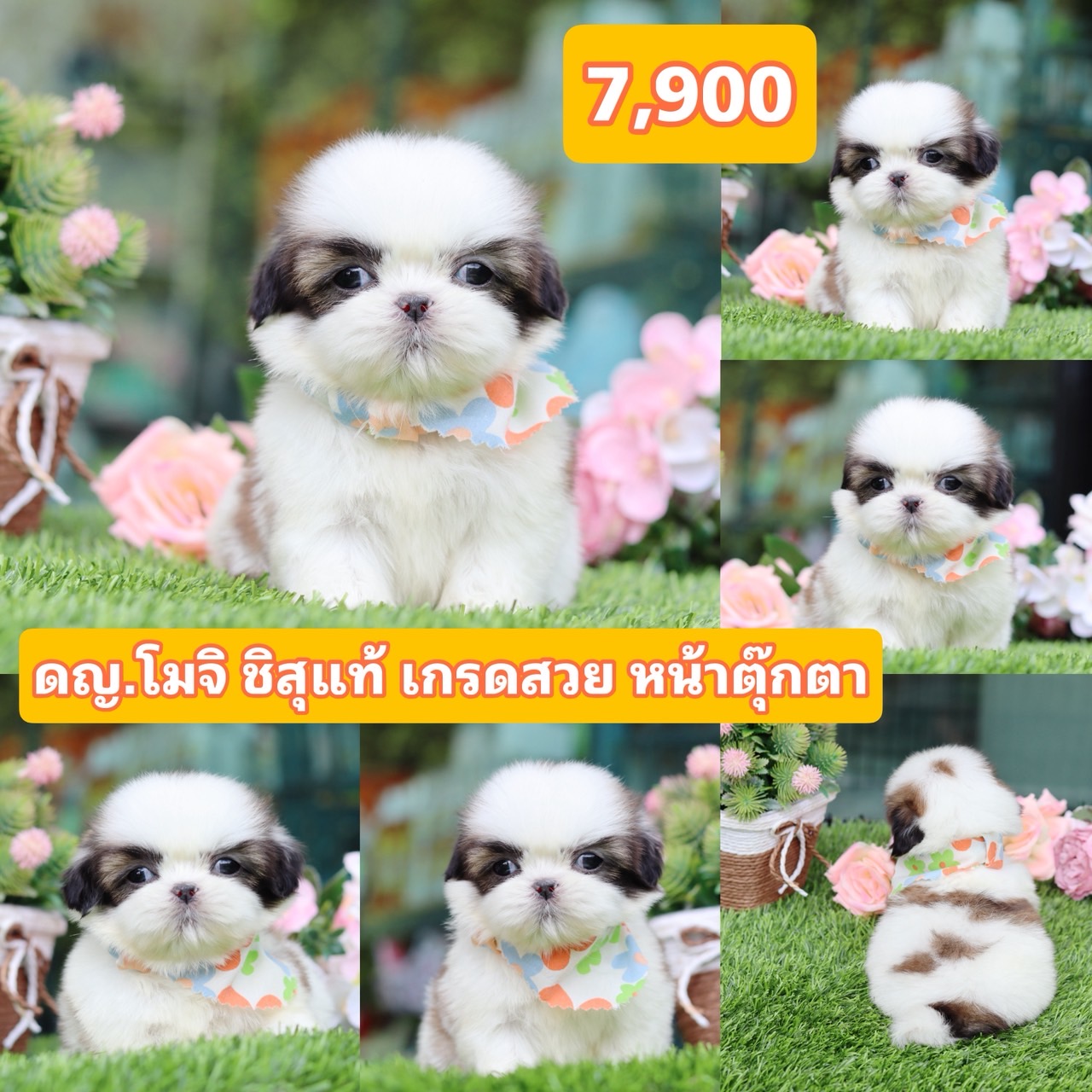 ชิสุแท้เกรดสวย