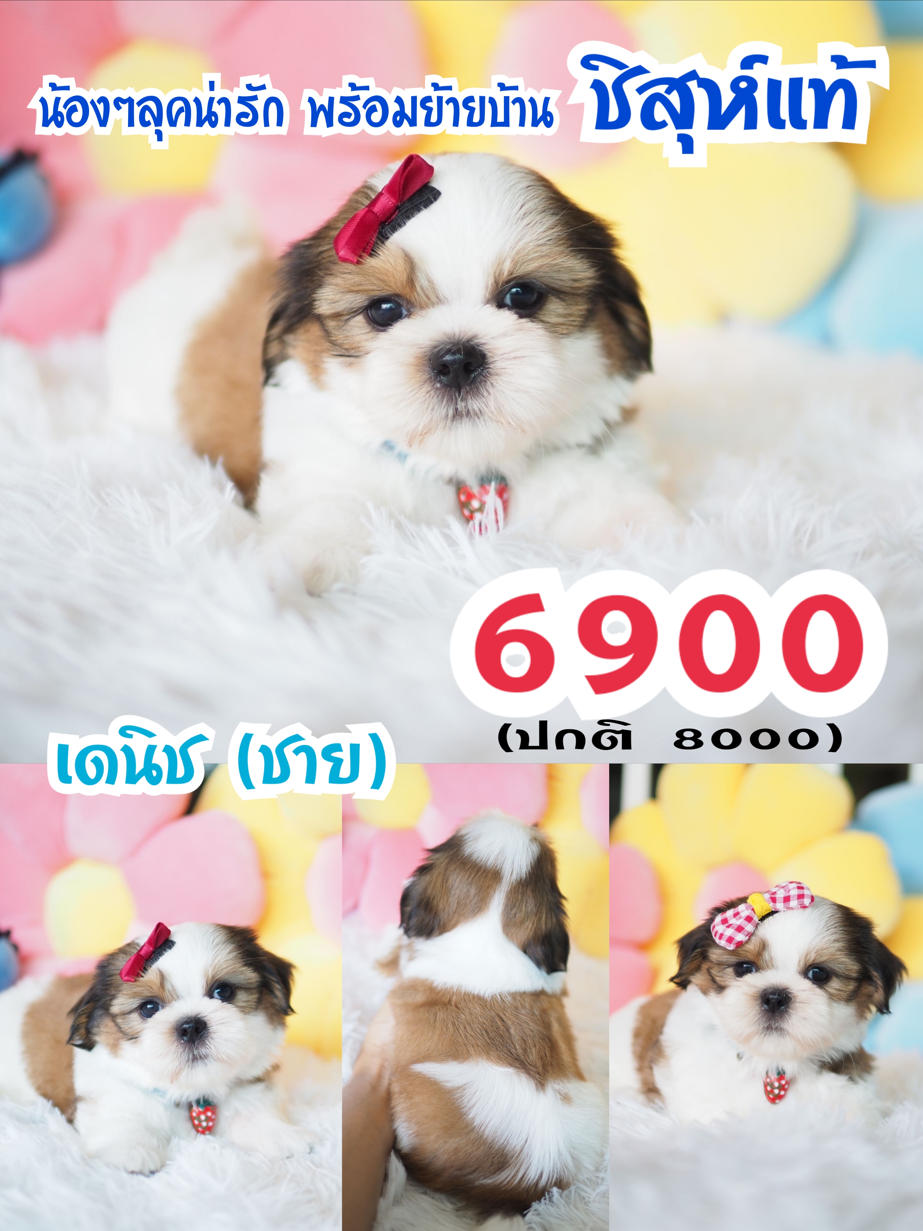 บ้านหมาน่ารัก กิ๊ฟซ่า