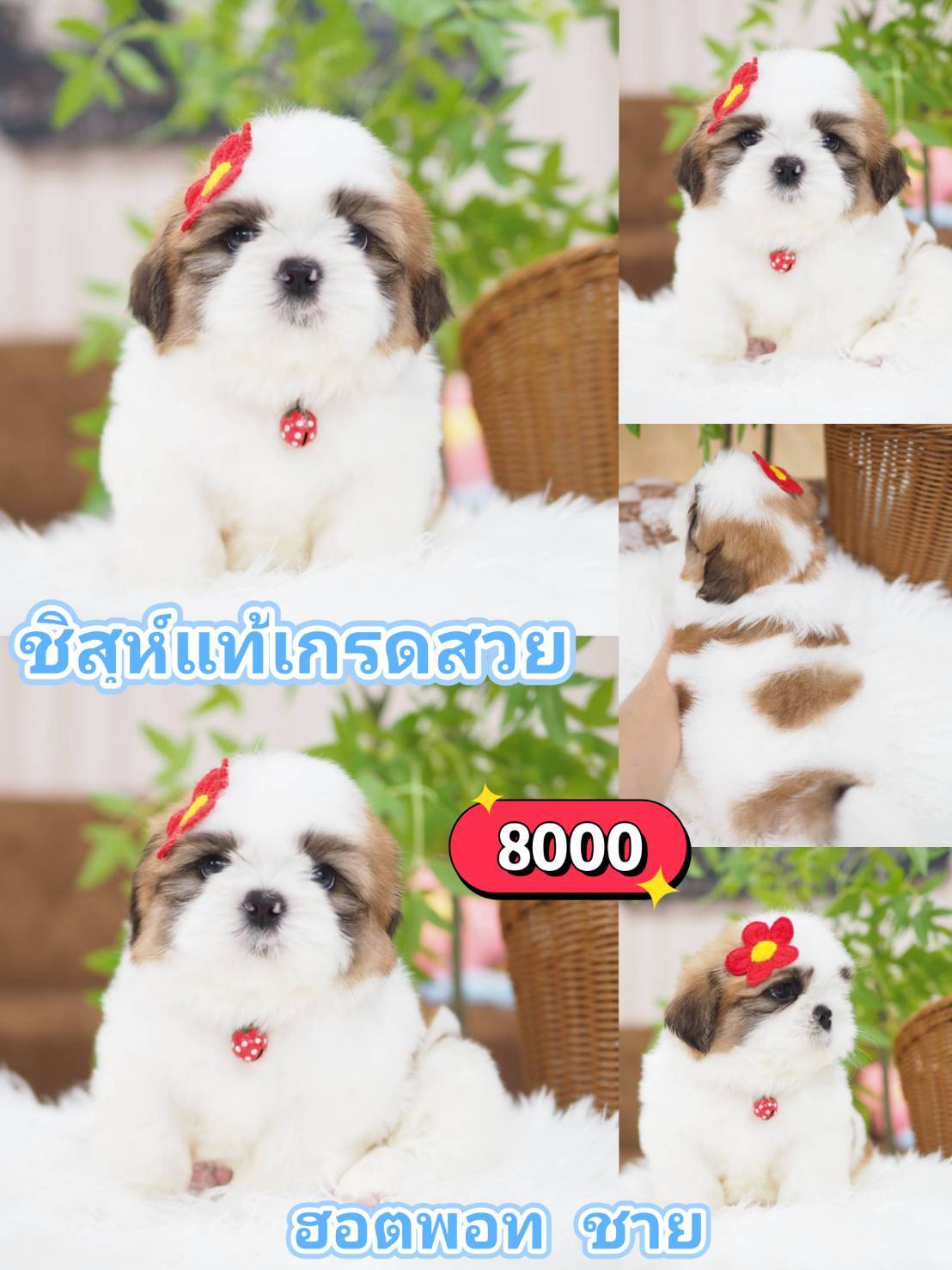 ชิสุแท้