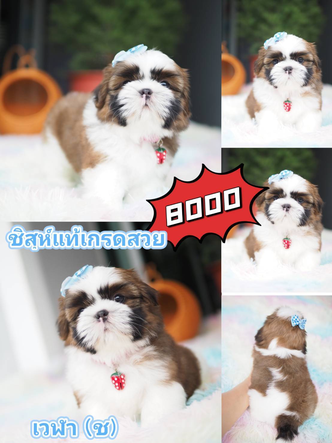 Shihtzu  กิ๊ฟซ่า ชิสุห์แท้