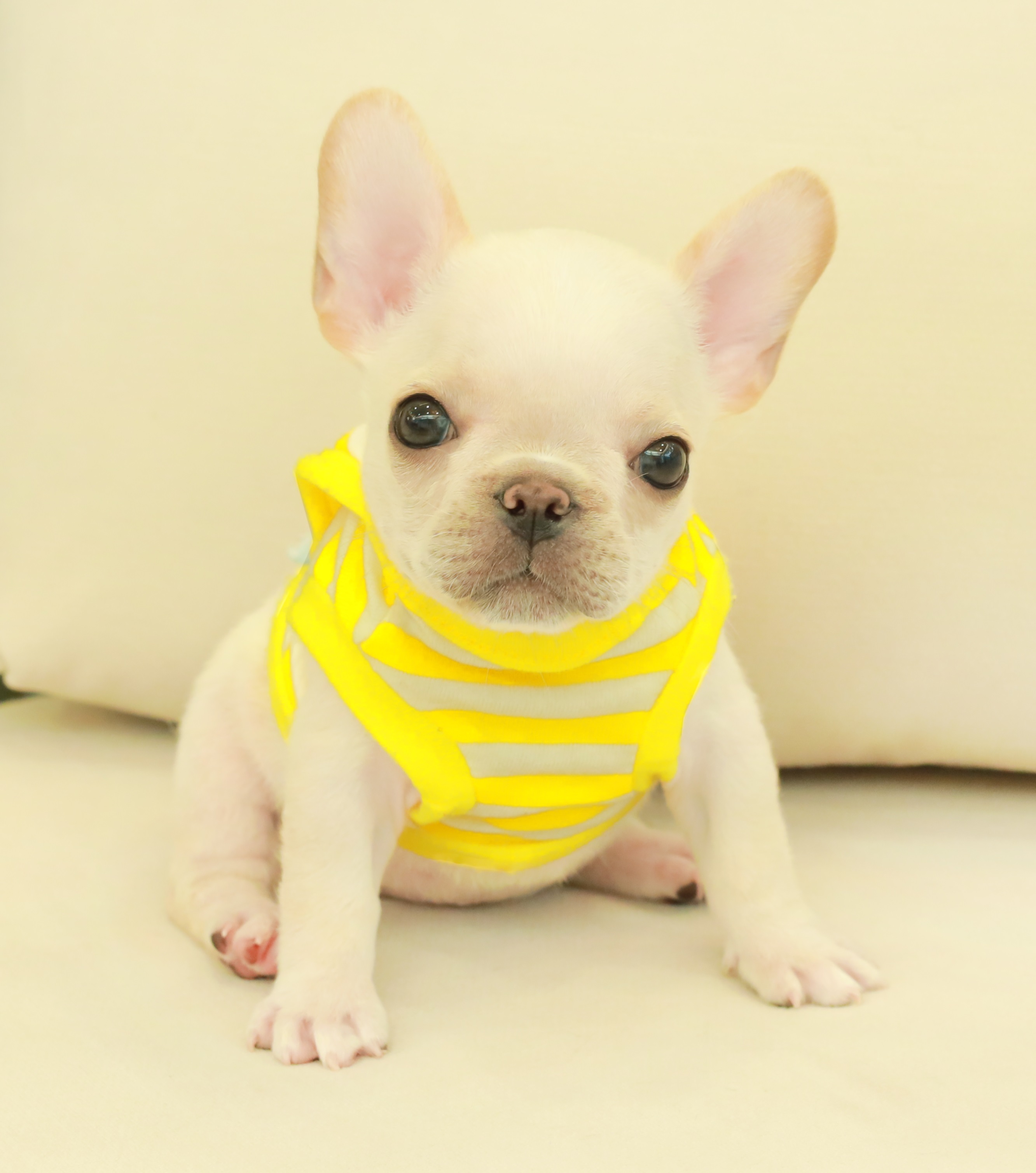 เฟรน บลูด็อก เปิดจอง เพศหญิง สีครีม อายุ 2 เดือน ตัวเล็ก ขาสั้น หน้าสั้น ขนแน่นฟ...