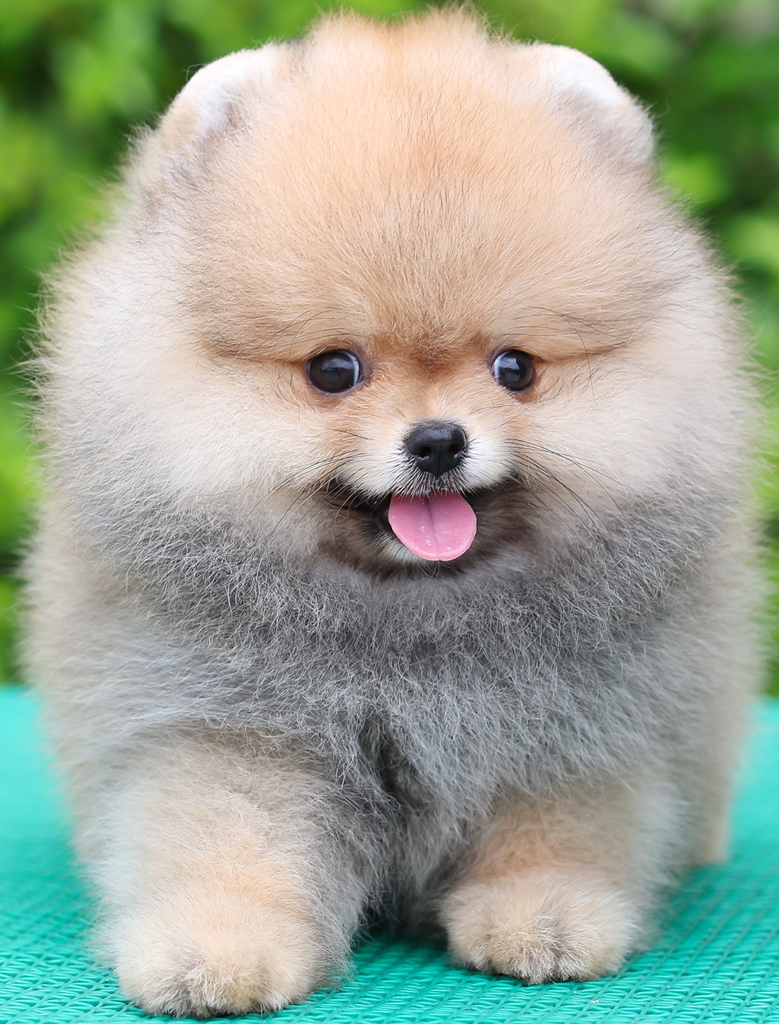 ปอมแท้ ปอมเมอเรเนียน HRM-50603 เพศชาย สีส้ม อายุ 2 เดือน หน้าตาน่ารัก ขาสั้น ขนแ...