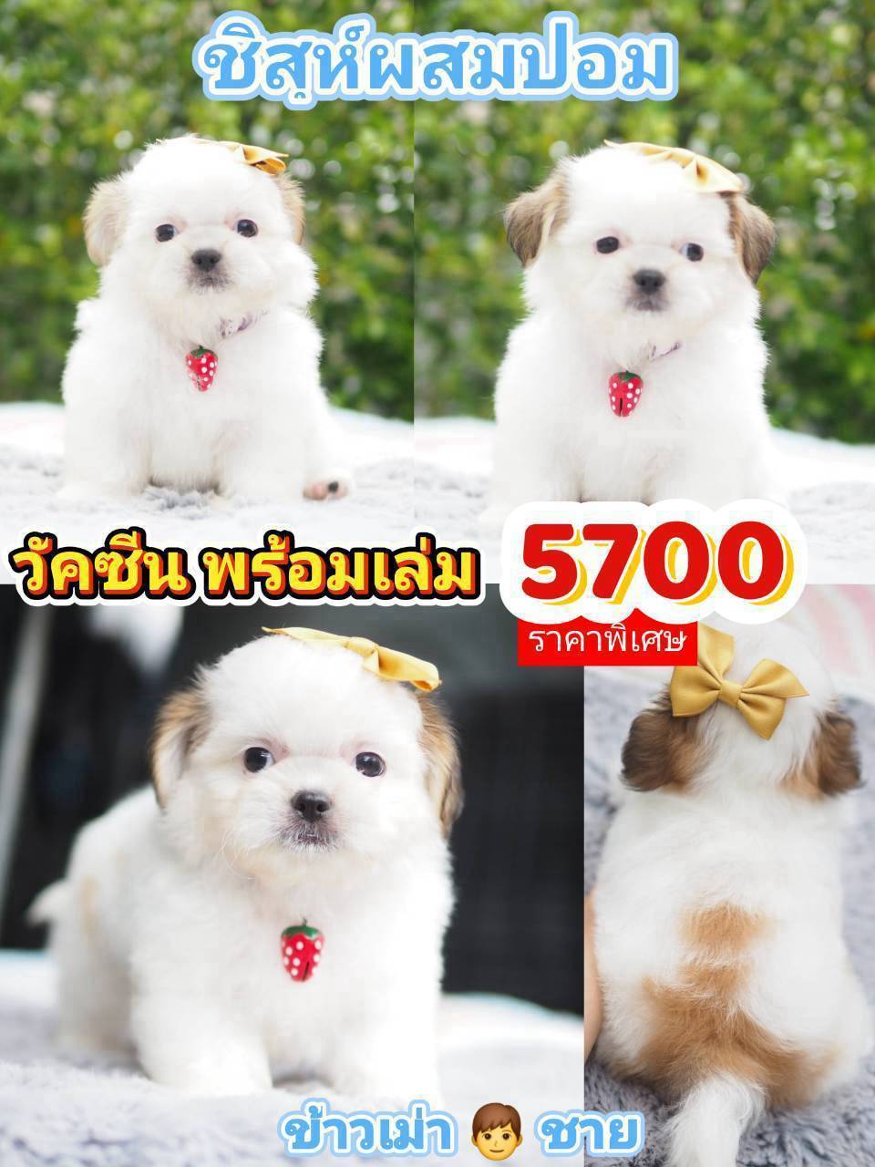 กิ๊ฟซ่า แถม วัคซีน