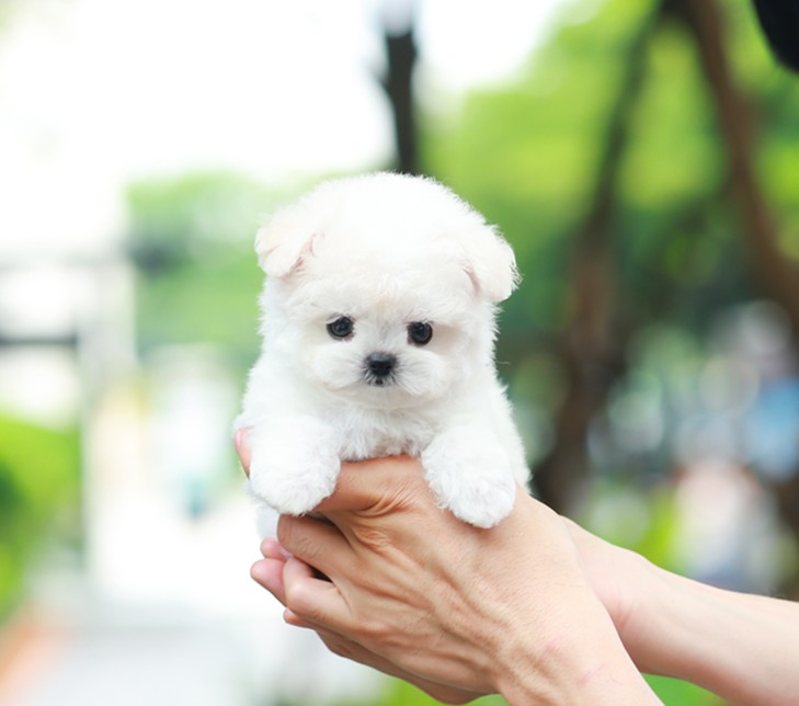 บิซอง ฟริเซ่ BCM-50933 เพศชาย สีขาว อายุ 2 เดือน ตัวเล็ก ขาสั้น หน้าสั้น ขนแน่นฟ...