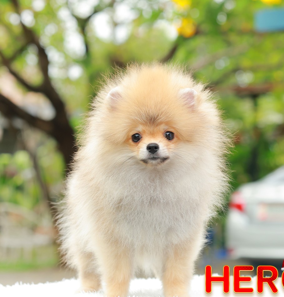 ปอมแท้ ปอมหน้าหมี HRM-10468 เพศชาย สีส้ม อายุ 2 เดือน ขนแน่น ขาใหญ่ กินเก่ง หน้า...