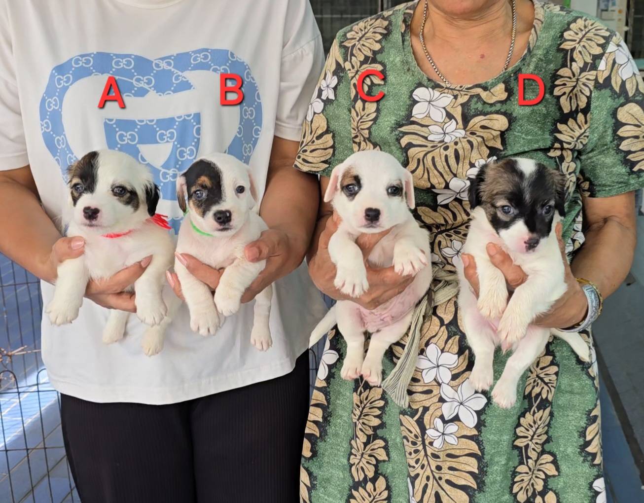 ลูกสุนัขแจ็ค รัสเซลล์ สายพันธุ์แท้ หน้าตาดี ฉลาด เลี้ยงง่าย จาก kankarnclub มีจั...