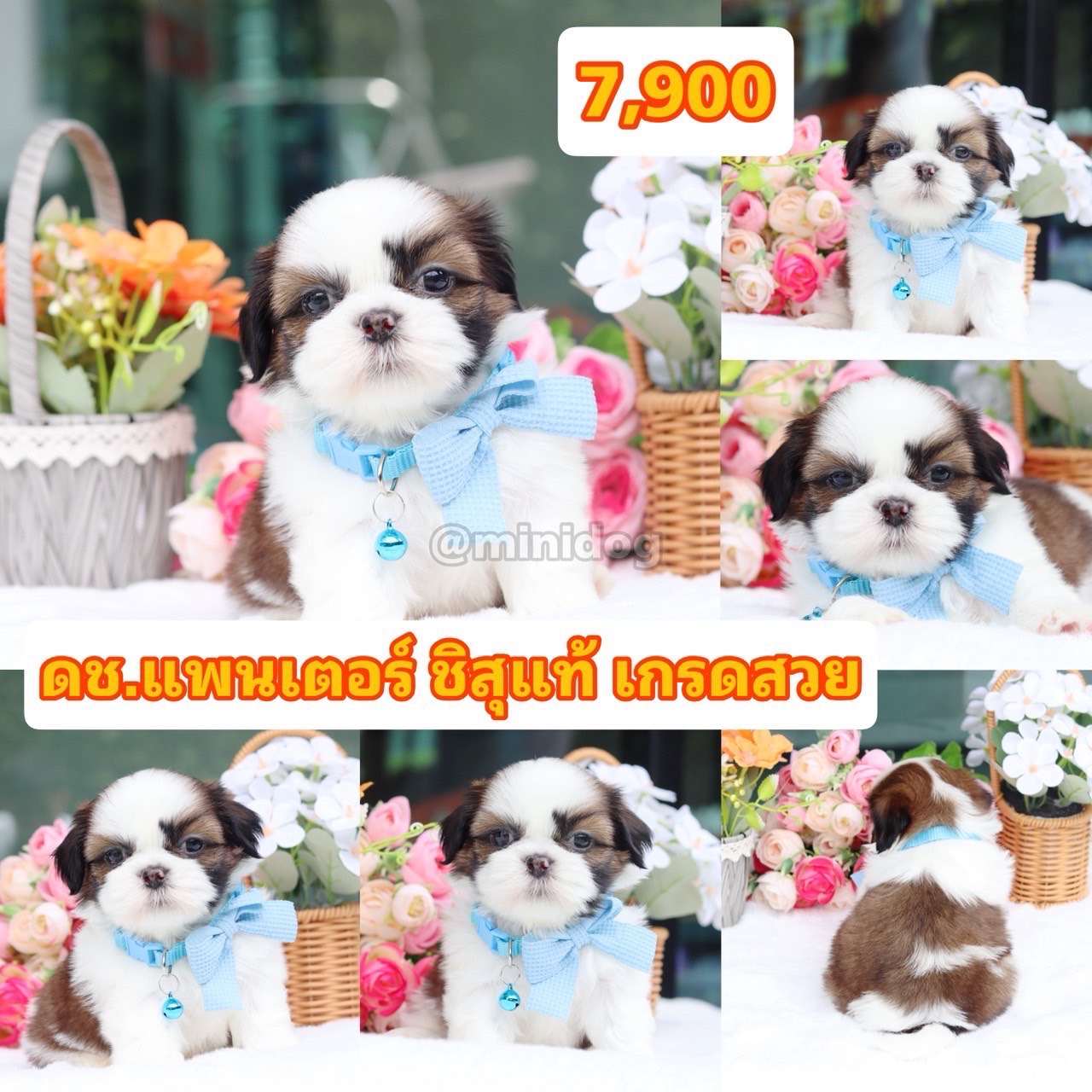 ชิสุแท้เกรดสวย