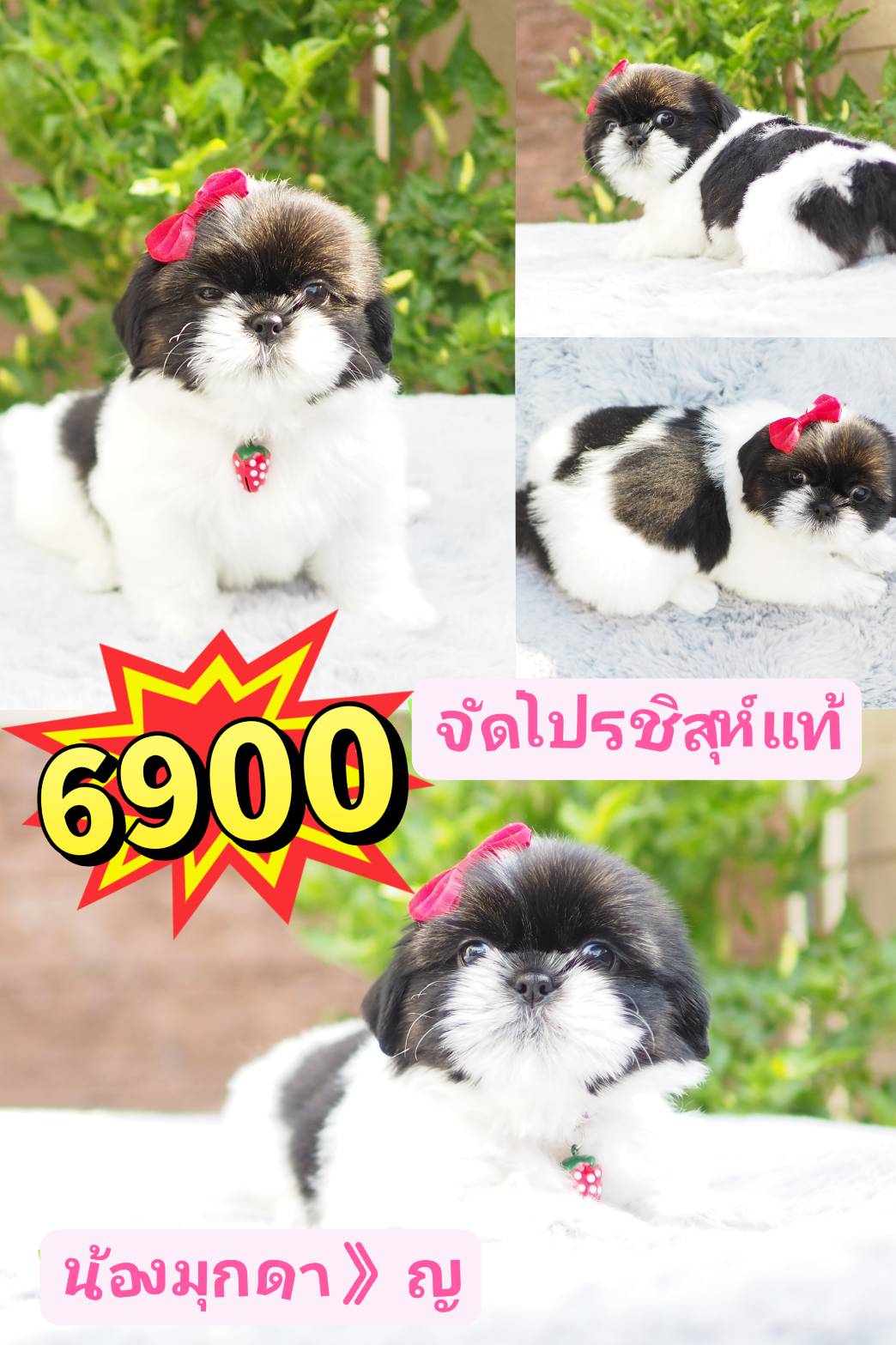 Shihtzu  100%%% ... 6900