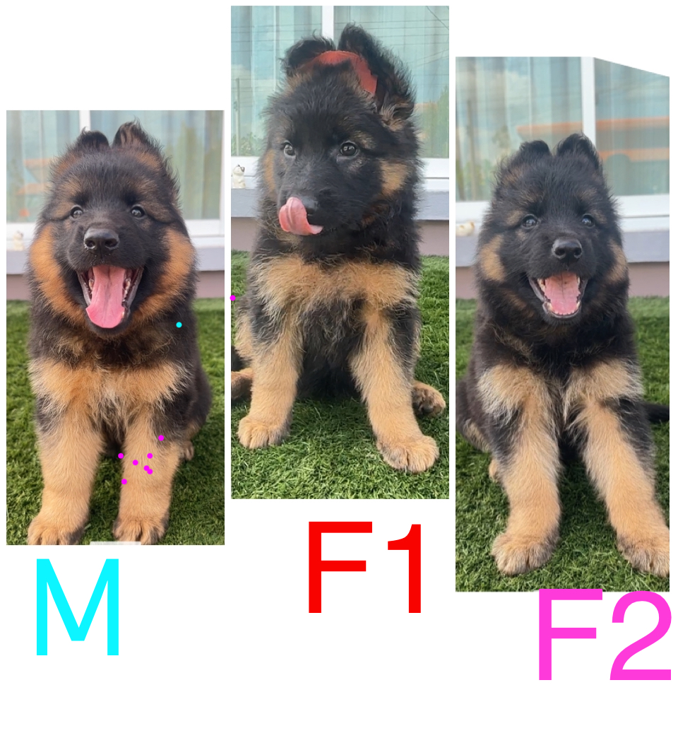 เยอรมันเชพน้อยโครงสร้างใหญ่ขนยาวหาบ้านใหม่