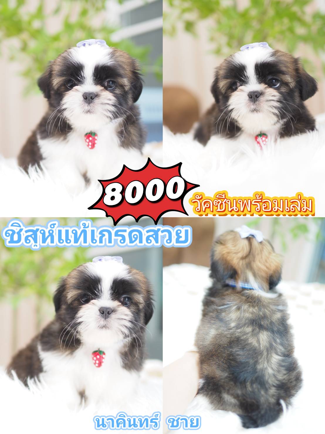 Shihtzu พร้อม วัคซีน
