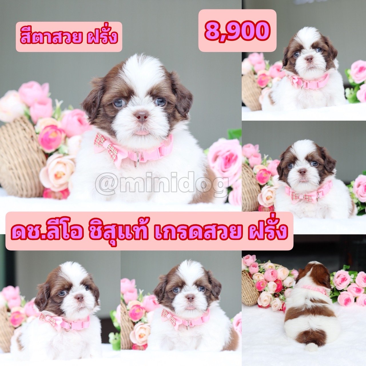 ชิสุแท้เกรดสวย