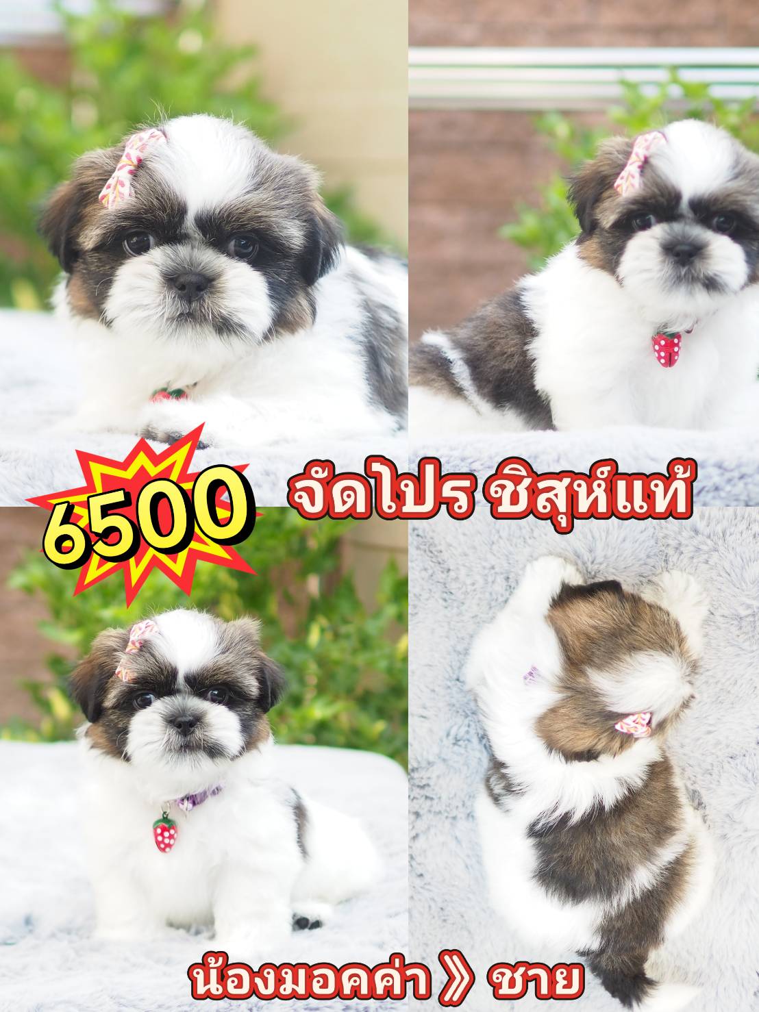 Shihtzu 6500