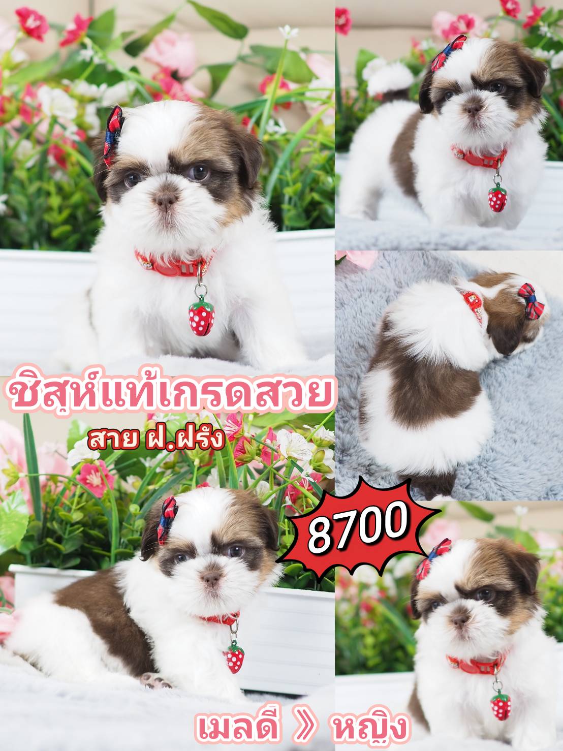 Shihtzu