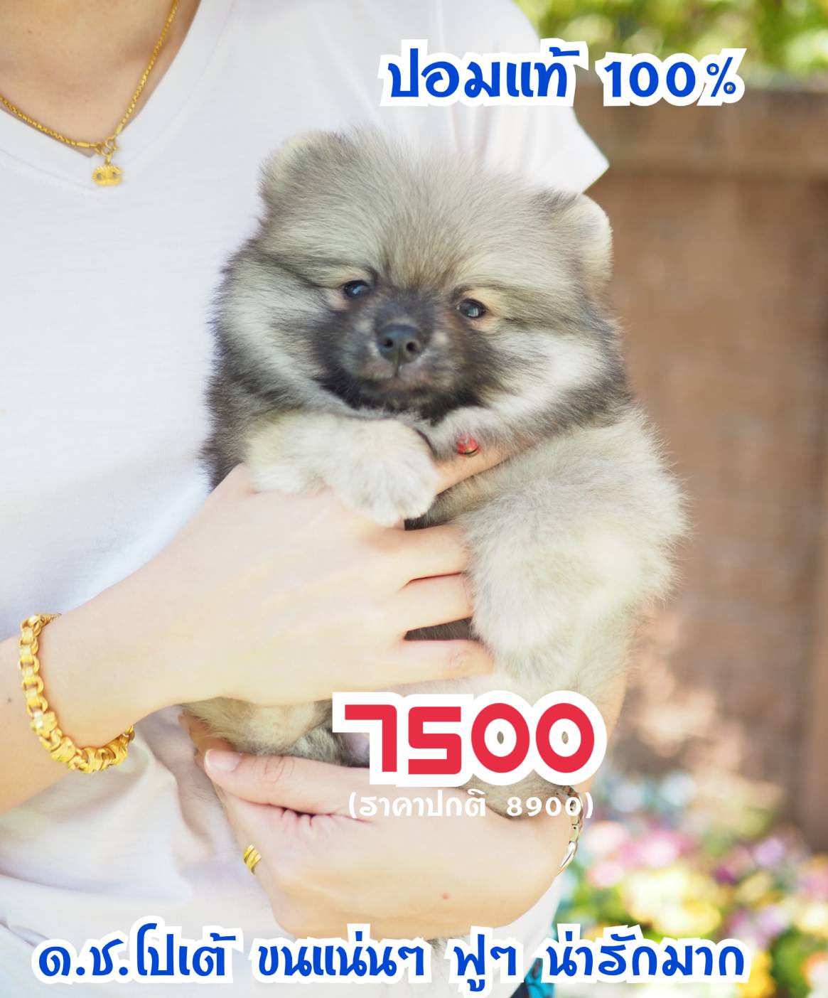 Pompom 100%